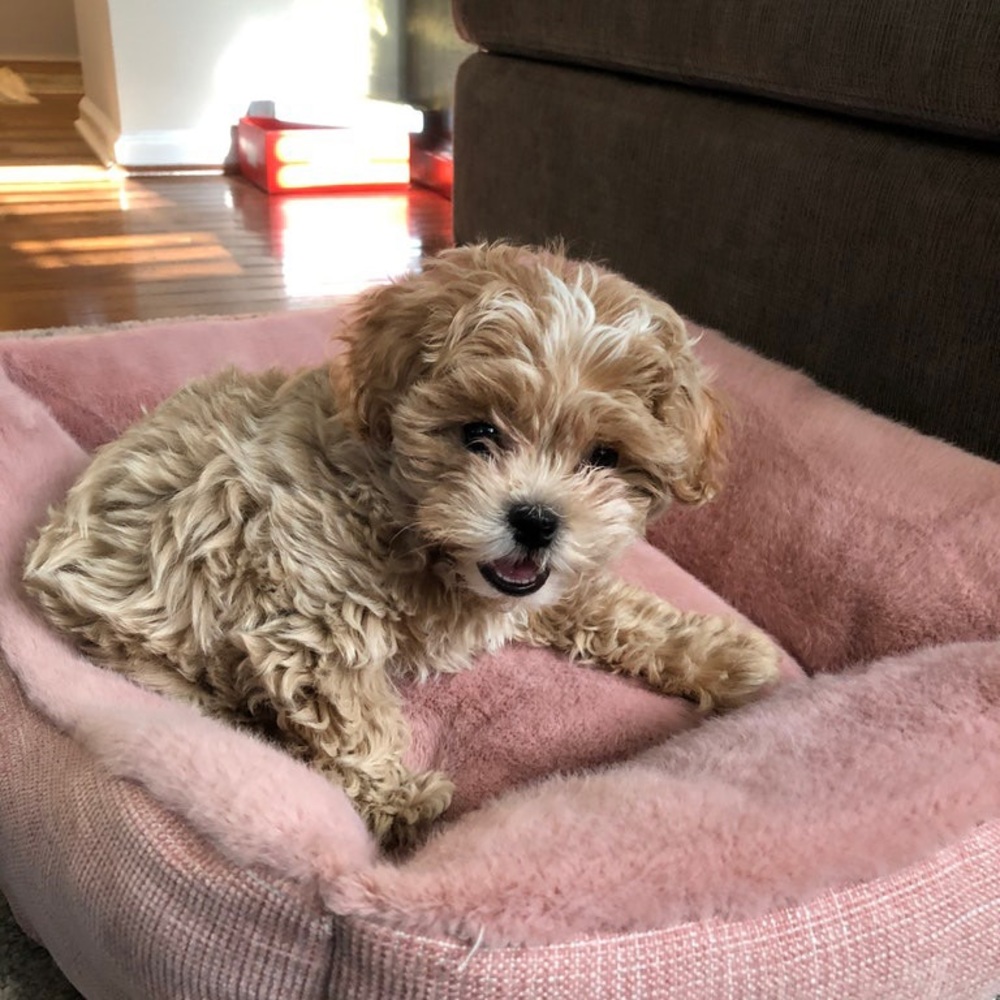 Meet your Posher, Ashley